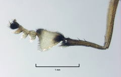 Helichochaetus discifer