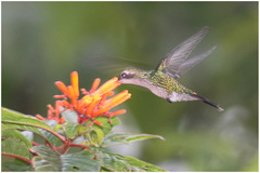Cynanthus forficatus