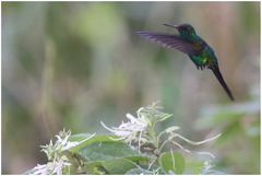 Cynanthus forficatus