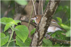Vireo bairdi