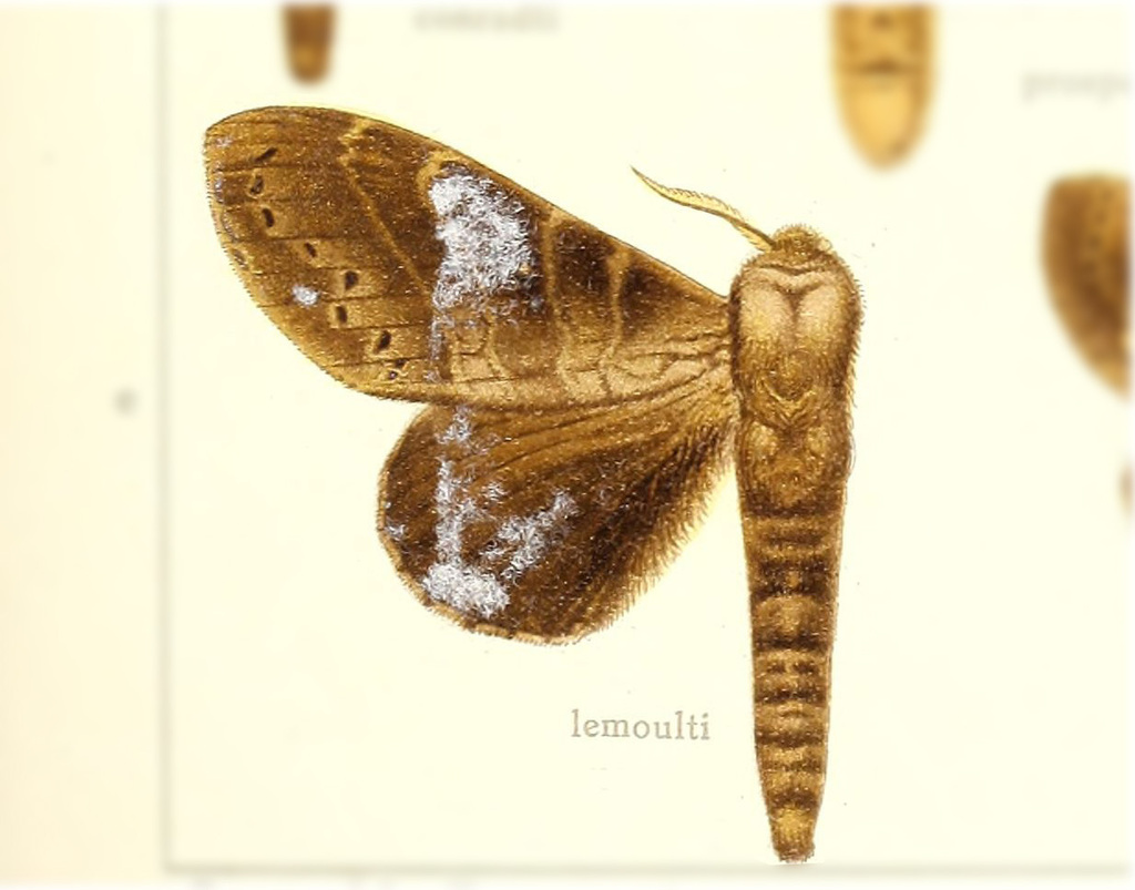 Prorifrons lemoulti