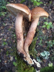 Tricholoma quercetorum