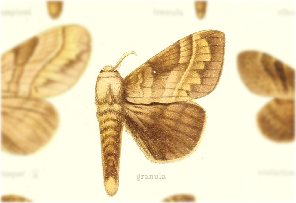 Prorifrons granula