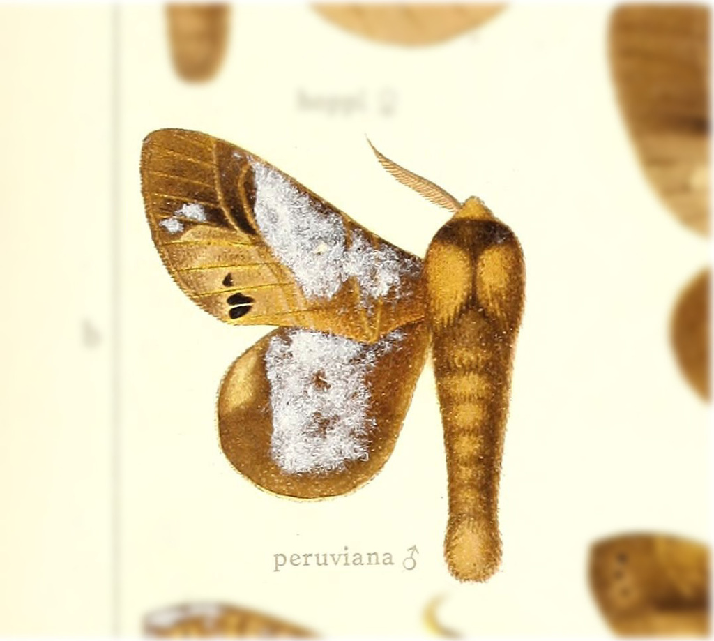 Prorifrons peruviana