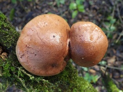 Tricholoma quercetorum