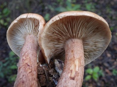 Tricholoma quercetorum