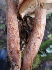 Tricholoma quercetorum