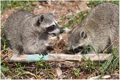 Procyon pygmaeus