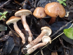 Tricholoma quercetorum