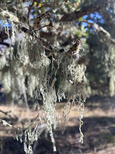 iNaturalist observation photo of lace lichen