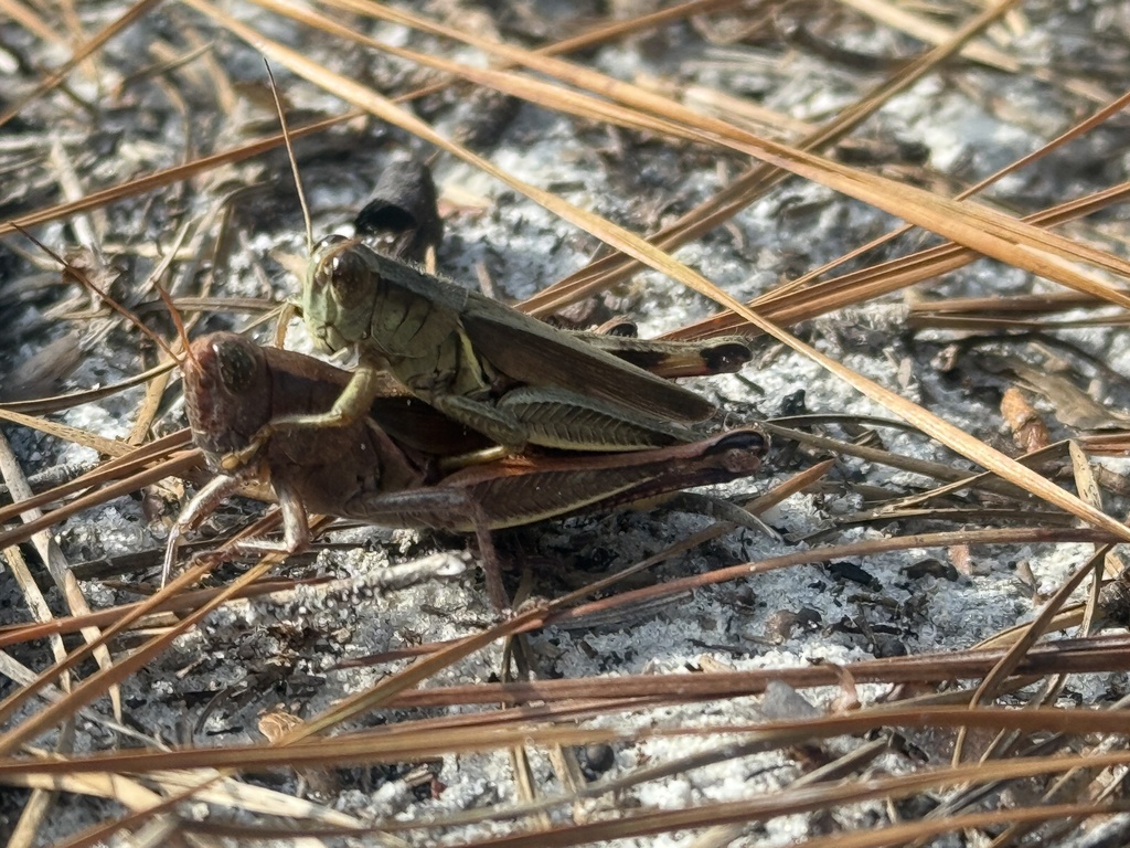Shield-tailed Grasshopper