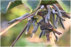 Spindalis zena benedicti