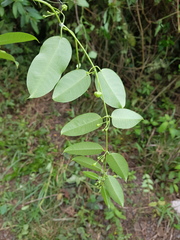 Blepharodon mucronatum