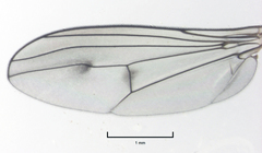 Helichochaetus discifer