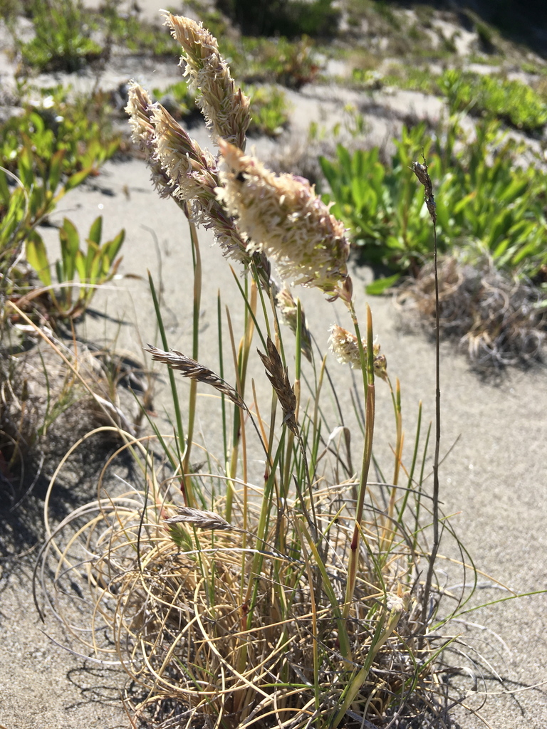 Largeflower Dune Bluegrass