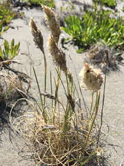 Poa macrantha