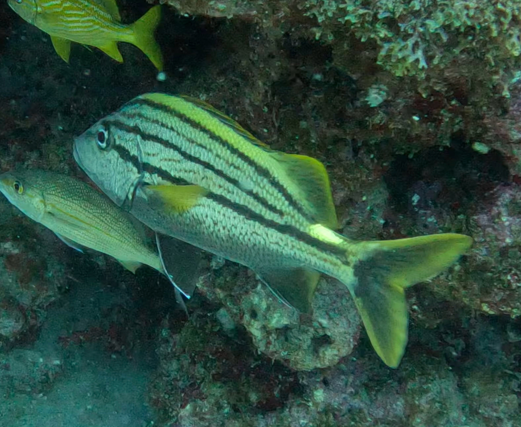 Fus stick grunt (Haemulon macrostomum) — Haemulidae