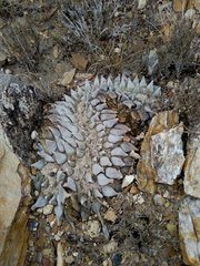 Ariocarpus retusus retusus
