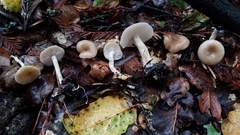 Clitocybe salmonilamella