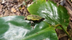Chrysochroinae