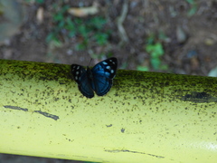 Dynamine tithia tithia