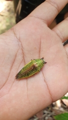 Chrysochroinae