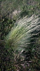 Festuca gracillima