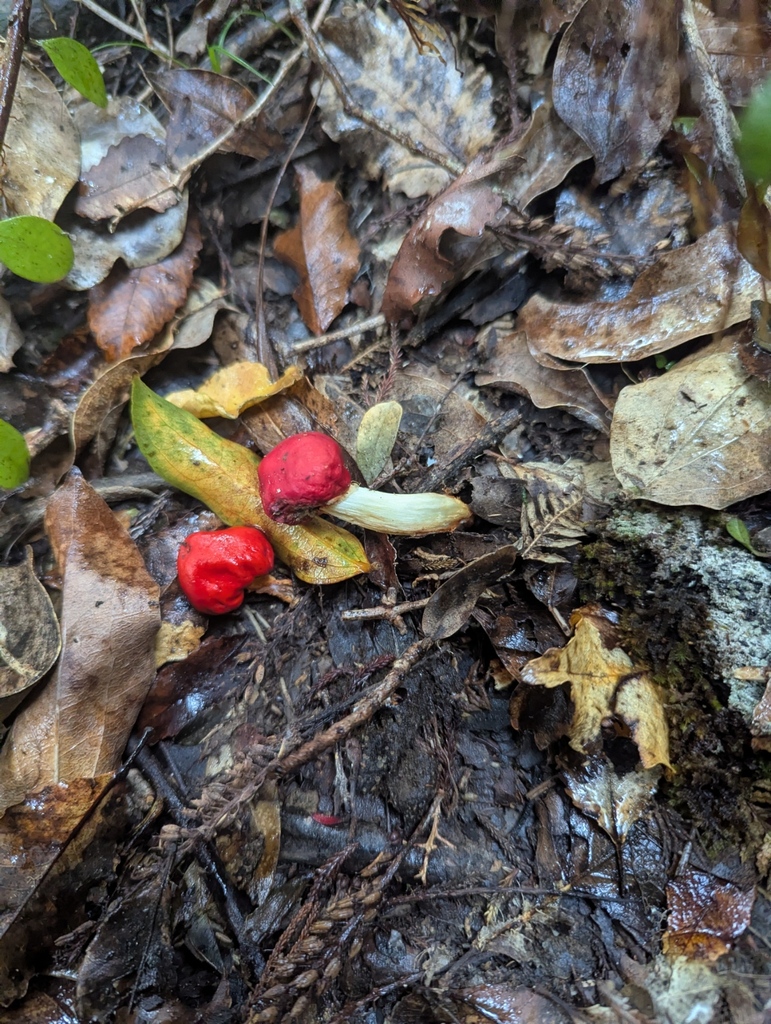 Leratiomyces erythrocephalus · October 2025 · photo: © kohatuer (iNaturalist, cc-by-nc)