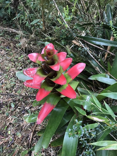 Guzmania gloriosa image