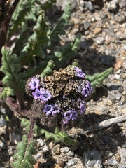 Phacelia setigera