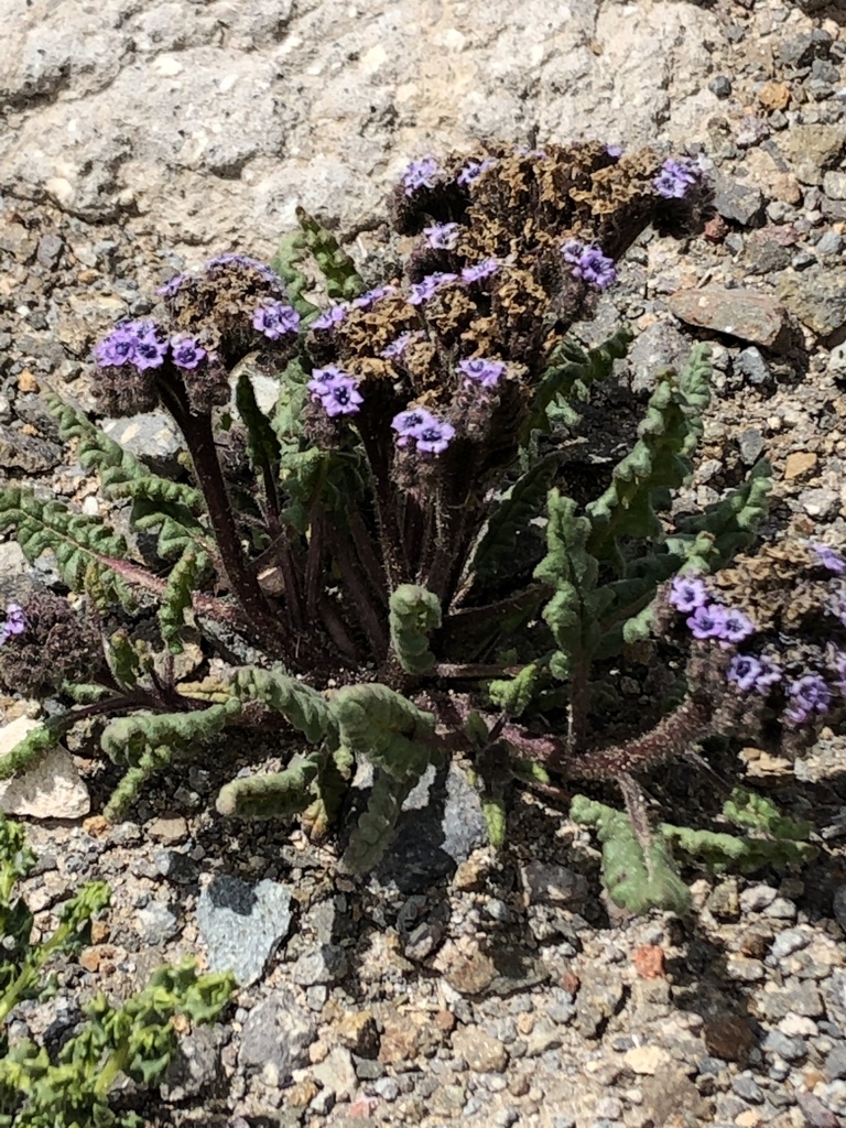 Phacelia setigera