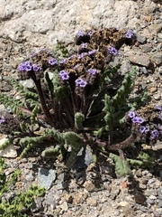 Phacelia setigera