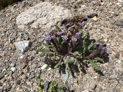 Phacelia setigera