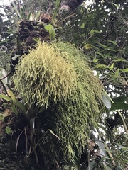 Thuidium peruvianum