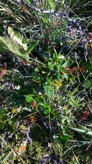 Berberis microphylla