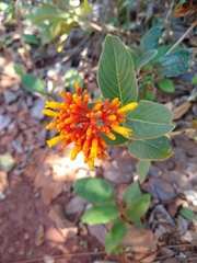 Palicourea officinalis