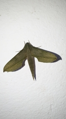 Xylophanes hydrata