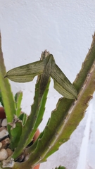Xylophanes hydrata