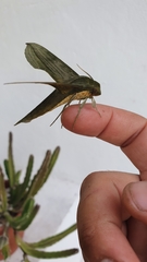 Xylophanes hydrata