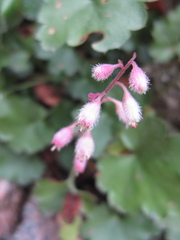 Heuchera pulchella
