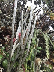 Lycopodium vestitum