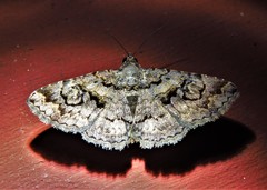 Toxonprucha repentis