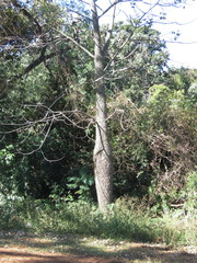 Ceiba speciosa