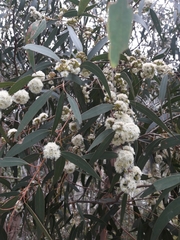 Eucalyptus willisii