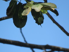 Ceiba speciosa