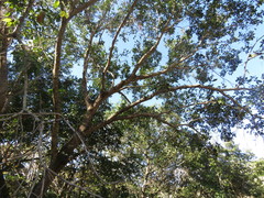 Ceiba speciosa
