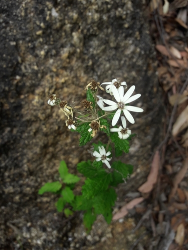Image of Olearia rugosa by (c) naturewatchwidow, some rights reserved (CC BY)