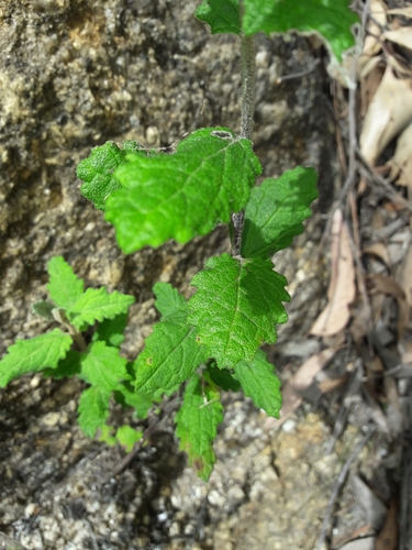 Image of Olearia rugosa by (c) naturewatchwidow, some rights reserved (CC BY)