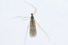 Trichocera bimacula
