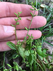 Rorippa sessiliflora